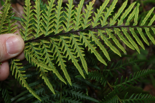 Pityrogramma austroamericana, photograph 1