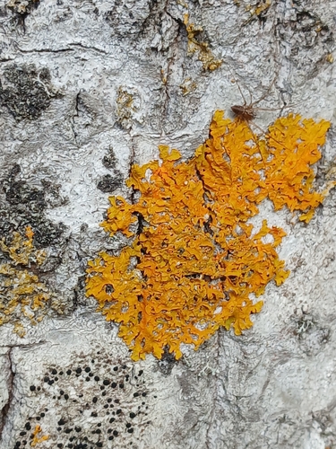 Common Sunburst Lichen