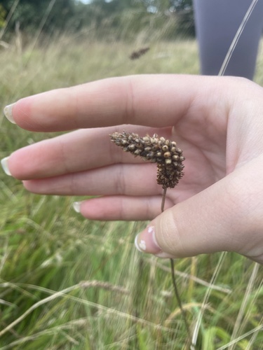 ribwort plantain