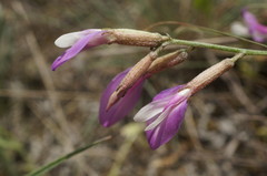 Astragalus subuliformis