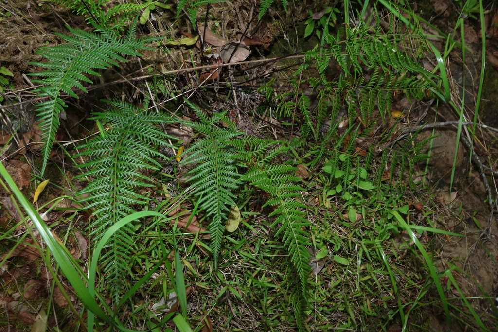 Pityrogramma austroamericana; photograph (c) Greg Tasney, some rights reserved (CC BY-SA)