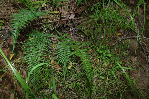 Pityrogramma austroamericana