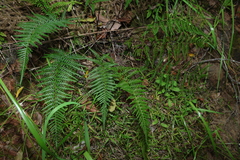 Pityrogramma austroamericana