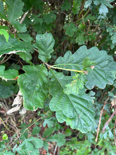 sessile oak