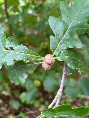 Cola Nut Gall Wasp