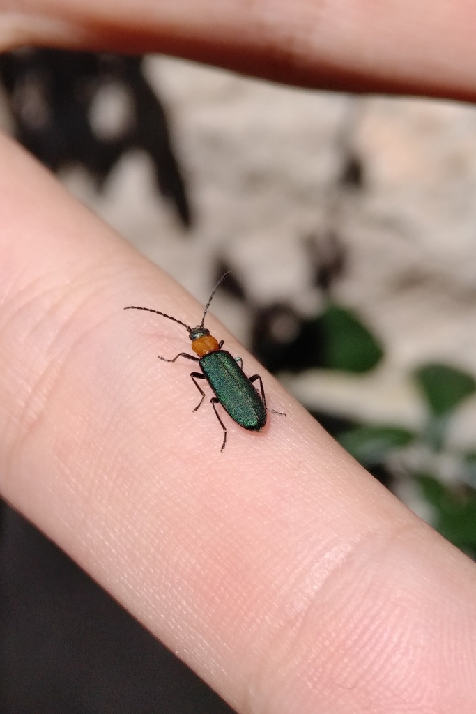 Ischnomera xanthoderes
