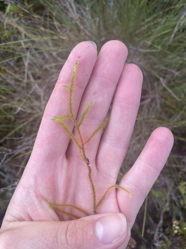 Lanky Moss