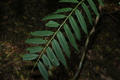 Ailanthus triphysa, photograph (c) Greg Tasney, some rights reserved (CC BY-SA)