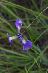 Iris savannarum