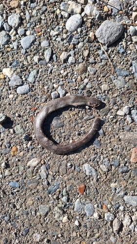 Italian Slowworm