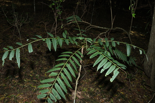 Ailanthus triphysa