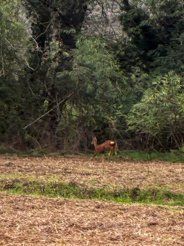 Western Roe Deer