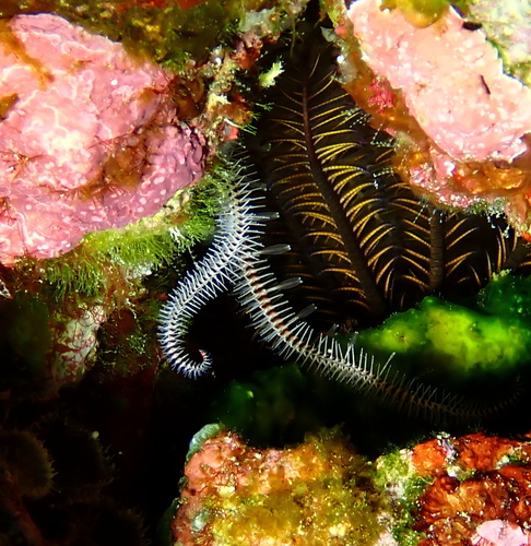 Ophiomastix caryophyllata observed 2026-09-02