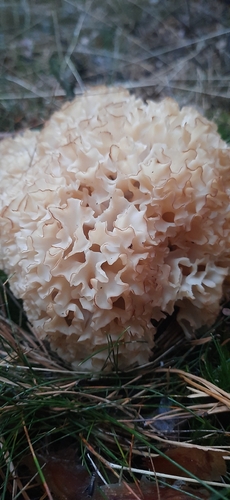 Cauliflower Fungus