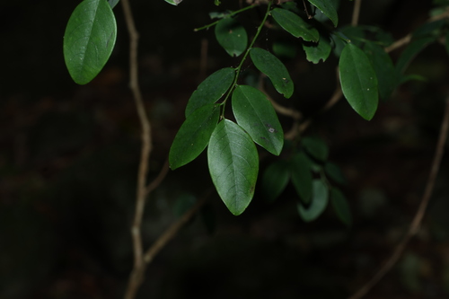 Breynia oblongifolia, photograph 6