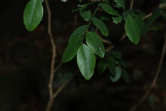 Breynia oblongifolia, photograph (c) Greg Tasney, some rights reserved (CC BY-SA)