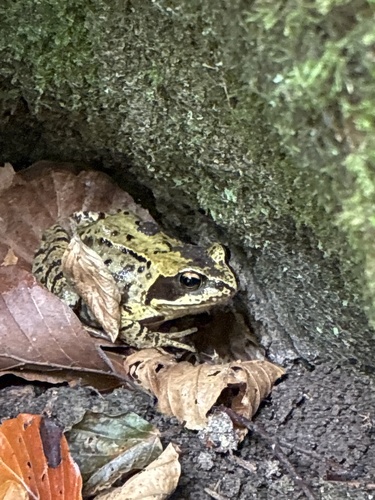 European Common Frog