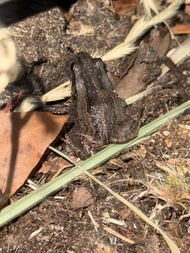 Quacking Froglet