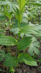 Polygonatum humile
