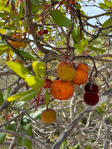 strawberry tree