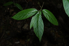 Ehretia acuminata