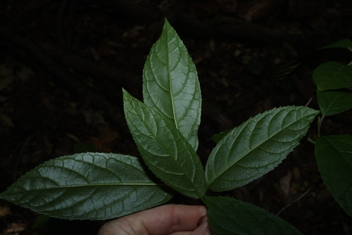Ehretia acuminata, photograph 1