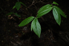 Ehretia acuminata, photograph (c) Greg Tasney, some rights reserved (CC BY-SA)