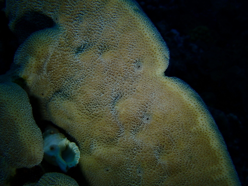 Pavona duerdeni observed 2026-09-02