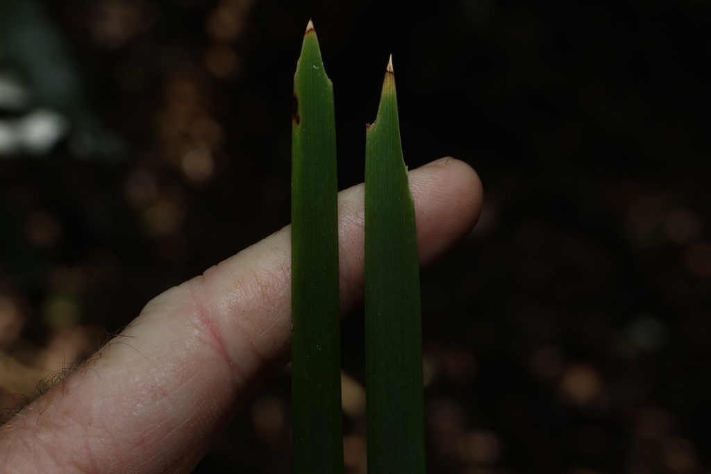 Lomandra spicata; photograph (c) Greg Tasney, some rights reserved (CC BY-SA)