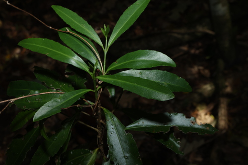 Elaeodendron australe