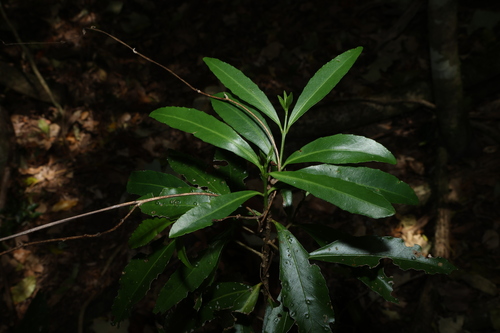 Elaeodendron australe, photograph 1