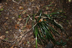 (c) Greg Tasney, some rights reserved (CC BY-SA) Lomandra spicata, photograph (c) Greg Tasney, some rights reserved (CC BY-SA)