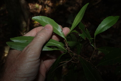 Elaeodendron australe, photograph (c) Greg Tasney, some rights reserved (CC BY-SA)