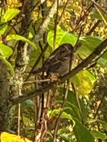 Eurasian Tree Sparrow