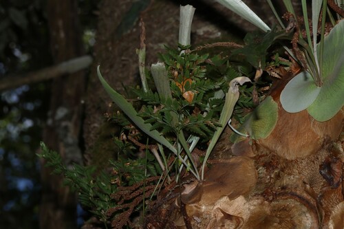 Davallia pyxidata observed 2026-09-17