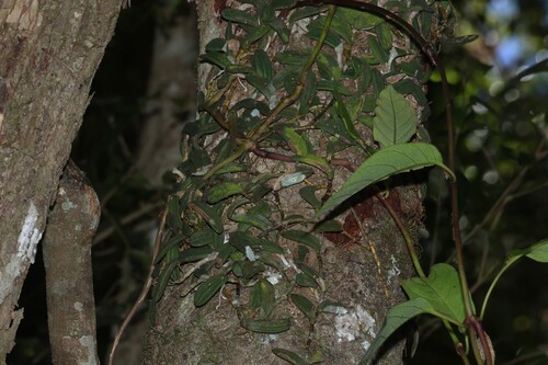 Dendrobium linguiforme, photograph 6