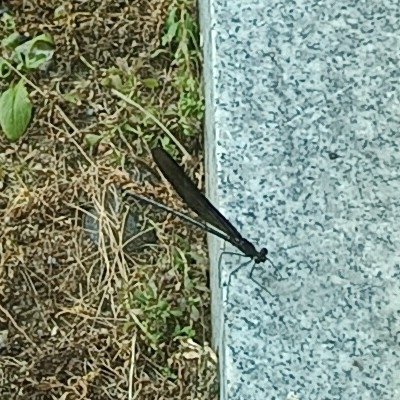 Atrocalopteryx atrata
