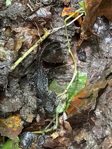 Great Crested Newt
