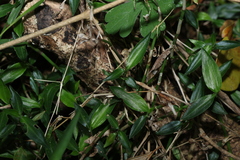 Aneilema biflorum