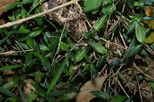 Aneilema biflorum, photograph 1