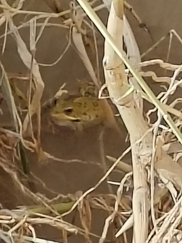 Sahara Frog