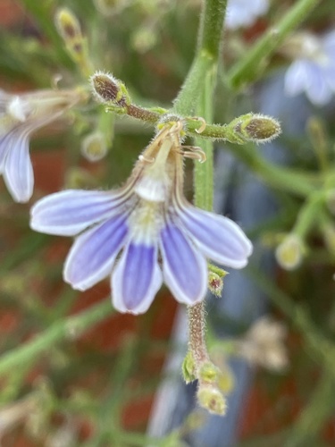 Scaevola depauperata, 2026-09-17