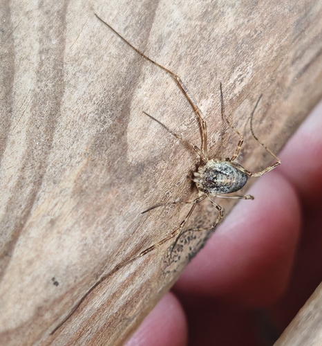 Paroligolophus agrestis