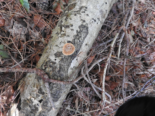 tuberous polypore