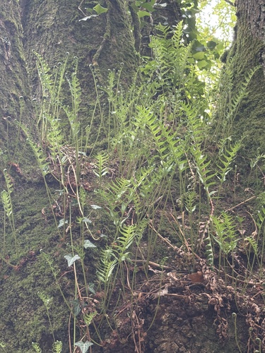 polypody ferns