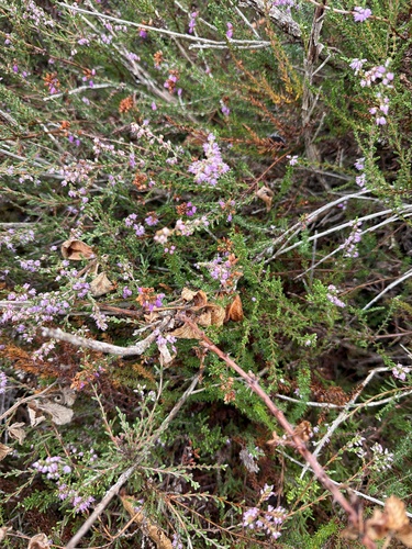common heather