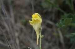 Linaria macroura