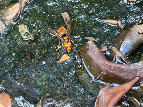 Yellow-legged Hornet