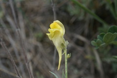 Linaria macroura