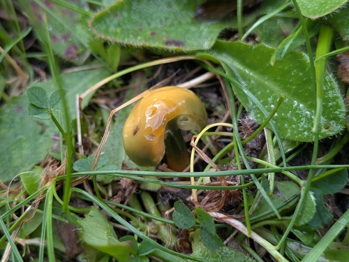 Parrot Mushroom